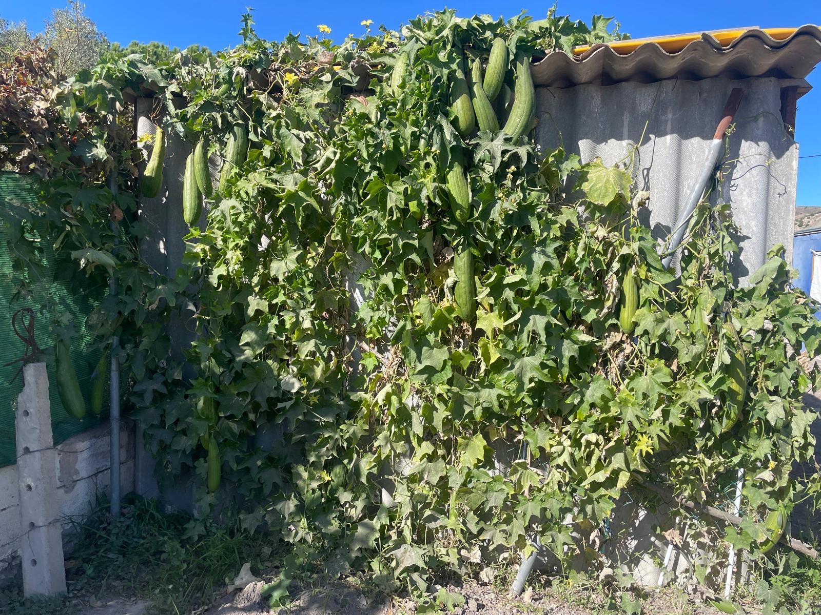 ESPONJAS DEL YAYO - Imagen 3